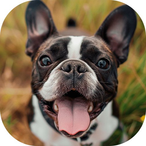 Bulldogue