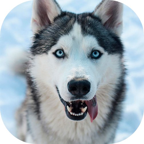 Husky