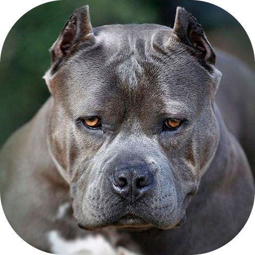 Pitbull