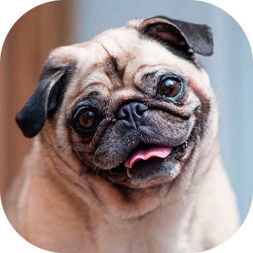 Pug