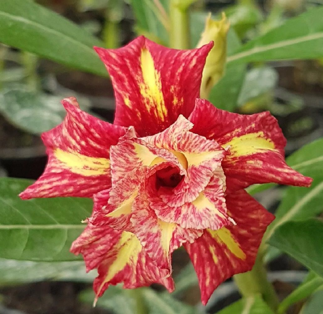 ROSA DO DESERTO MISTRAL | ROSA DO DESERTO - Valmor Ademium