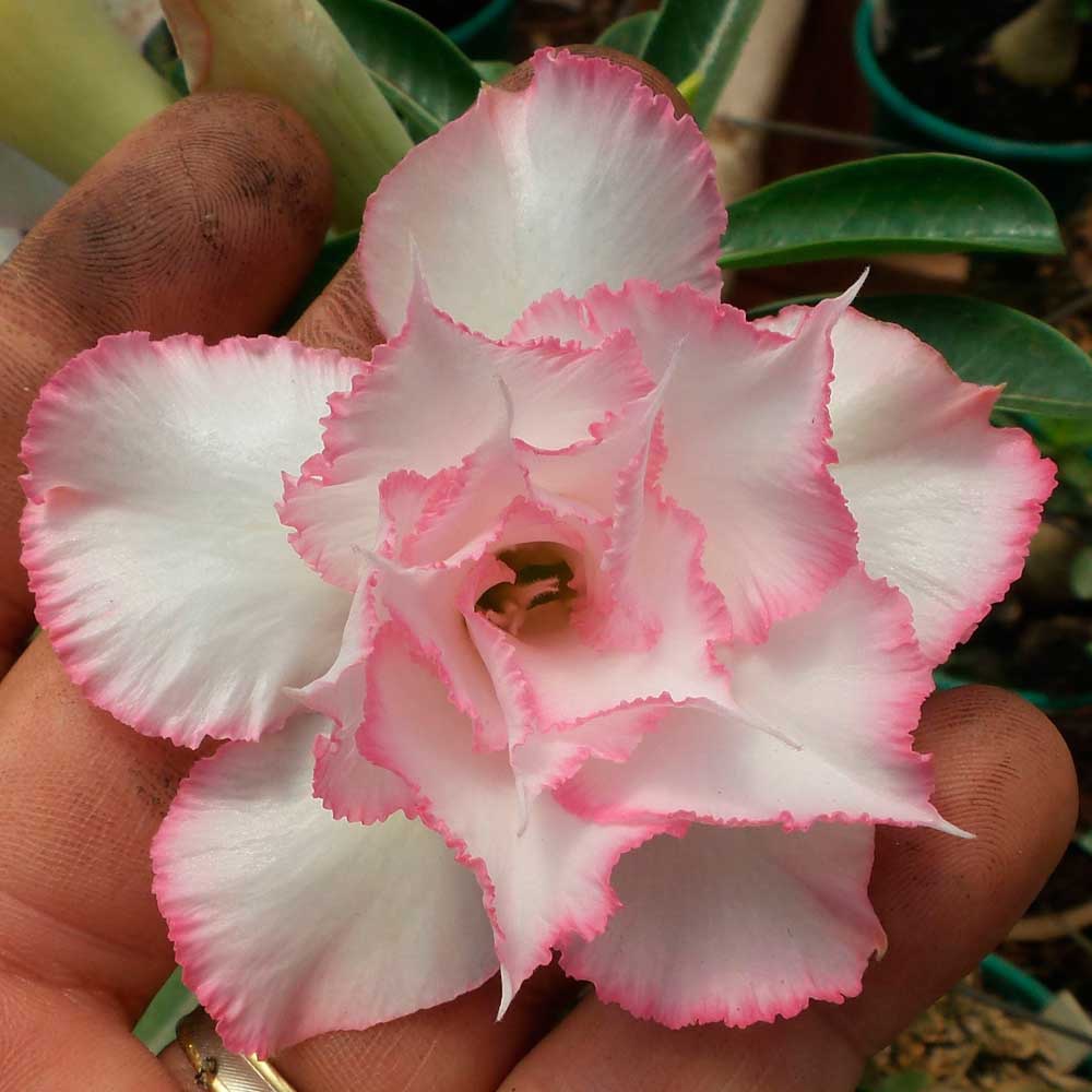 Rosa do deserto tripla roxa TS-324 - 12 Meses Copia | ROSA DO DESERTO -  Valmor Ademium