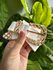 Cinto Courino Paris OFF WHITE