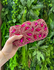 Clutch Charlotte Luxo Pink