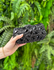 Clutch Charlotte Luxo Preta