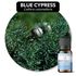 Óleo Essencial CIPRESTE AZUL - BLUE CYPRESS 50ML