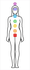 Gráfico Figura Humana Feminina - Corpo Feminino PS PVC