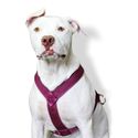 Peitoral Amorosso® Tradicional (vinho e pink)