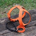 Peitoral Amorosso® (laranja e preto) + Guia Curta 80cm 