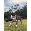 Kit spring push Petspace