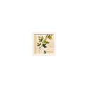 Quadro 20x20 - Folhas