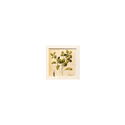 Quadro 20x20 - Folhas