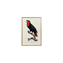 Quadro 45x30 Araras