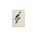 Quadro 45x30 Araras