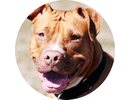 Pitbull