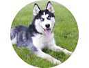 Husky Siberiano