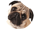 Pug
