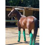 PROTETOR DE VIAGEM LONGO BOOTS HORSE - VERMELHO