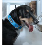 Coleira De Pescoço Para Cachorro Porte Grande Bicolor