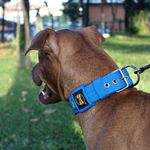  Coleira Para Cachorro Fit (azul) 