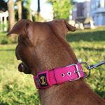 Coleira Para Cachorro Fit (pink) 