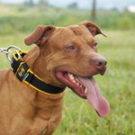  Coleira Para Cachorro Fit Lite (preto e amarelo) 