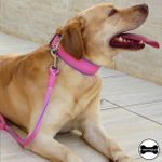 Coleira Para Cachorro Amorosso + Super Guia Curta 80cm (rosa e lilás)