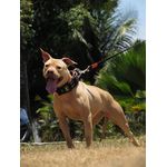 Coleira Para Cachorro Amorosso + Guia longa 1,80m (preto e laranja)