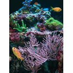 Aqua Marine 20cm Blindado
