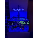 Luminária ALL BLUE - Para Aquário Marinho - LEDs Samsung Lm281b+ 65w