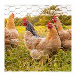 Tela Galinheiro Arame 1,8m X 50m Fio 22 Ferramentas Ldi