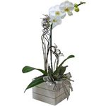 Vaso de Orquídeas Luxo