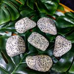 Jaspe Dalmata Rolada 3/6