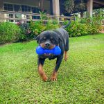 Kit Brinquedos Porte Grande Osso Tartaruga Bola - Big Bull Pet