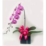 Orquídea Pra Ser Feliz