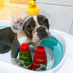 Kit Shampoo e Condicionador Brincalhão Melancia 500ml