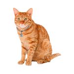 Corrente níquel média para gatos com gravação de desenhos 