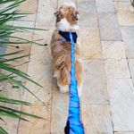 Coleira Peitoral Azul estilo colete com guia 