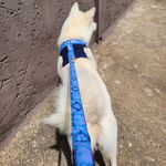 Coleira Peitoral Azul estilo colete com guia 