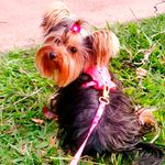 Coleira Peitoral Rosa estilo colete com guia 