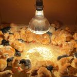 Lâmpada De Secagem Infravermelha Aquecimento 250W 220V