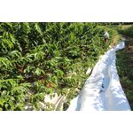 PANO PARA COLHEITA DE CAFÉ COMUM 12x2,70 MT O PAR
