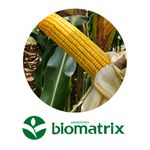 SEMENTE MILHO BIOMATRIX BM3066 PRO3 PON + DER R2M 60S-AGRO-