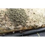 10 Sachês Mata formiga Grão Forte 50g Insetimax Isca Formicida