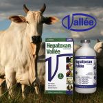Hepatoxan 100m- - Vallée