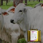 Valbazen 10 Cobalto 5L - Zoetis 