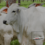 Gentamasti S Vaca Seca - 10g