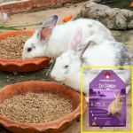 Ração Natural Presence Para Coelhos Reduz Odor De Fezes 20kg