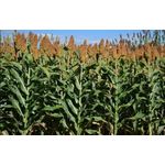 SEMENTE BIOMATRIX SORGO PODIUM 10KG-AGRO-