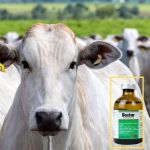 Dextar Agener 2mg/50ml